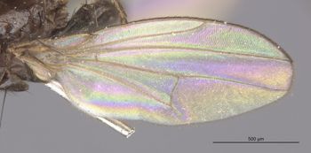 Media type: image;   Entomology 11151 Aspect: Wing front